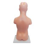 Human Torso Model 50 cm 8 Parts - Image 6
