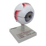 Human Eye Model - Image 2