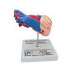 Human Heart Model - Image 2