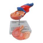 Human Heart Model - Image 3