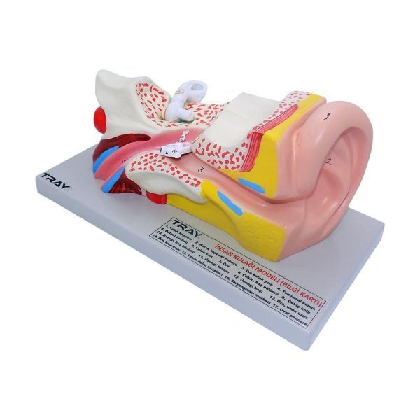 Human Ear Model - Image 2