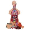 Human Torso Model 85 cm 12 Parts - Image 2