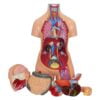 Human Torso Model 85 cm 12 Parts - Image 3