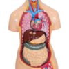 Human Torso Model 85 cm 12 Parts - Image 4