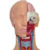 Human Torso Model 85 cm 12 Parts - Image 5