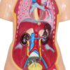 Human Torso Model 85 cm 12 Parts - Image 7